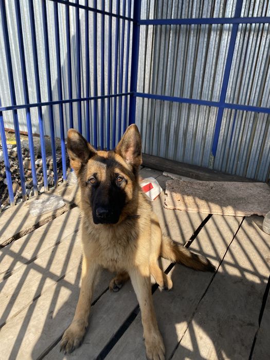 Немецкая овчарка щенок