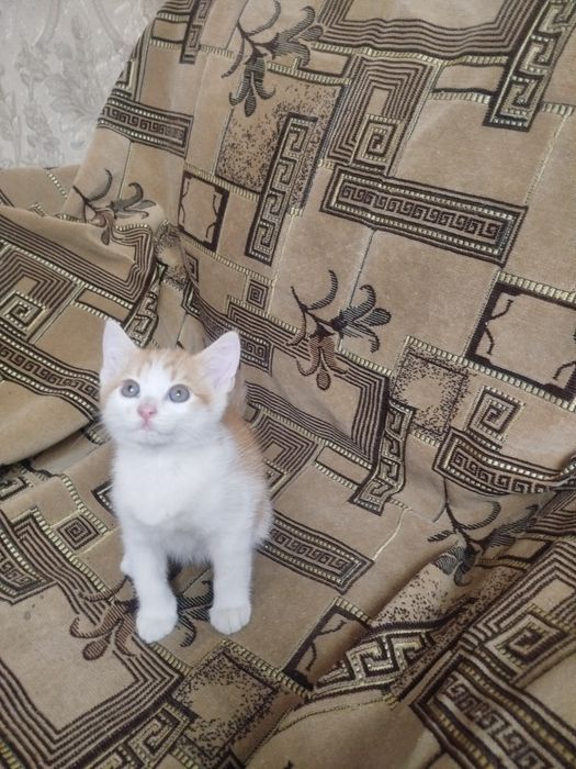 Отдам а хорошие руки