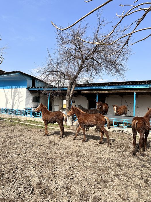 Жабағылар сатамын