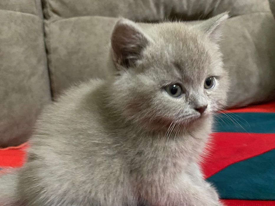 Британские котята