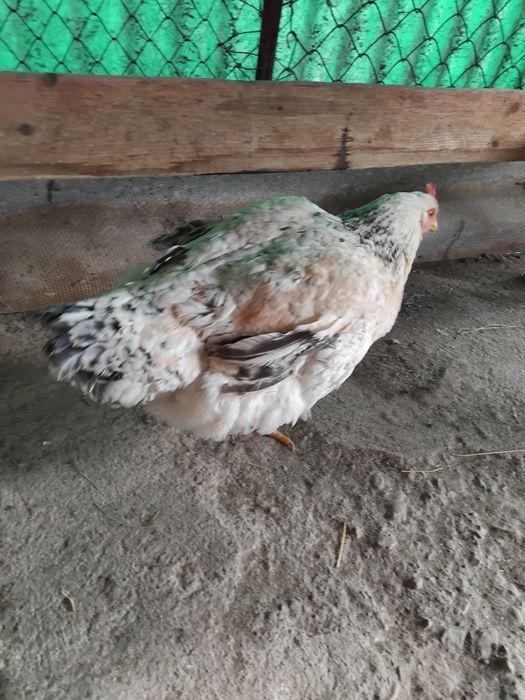 Vând o găină și un cocoș