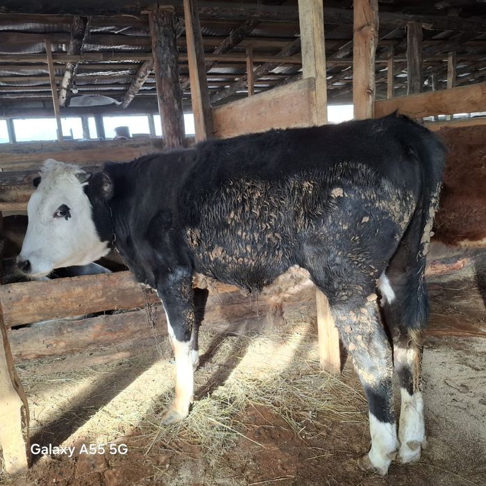 Бычки молодняк продается