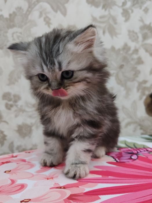 Продаются котята 150 $