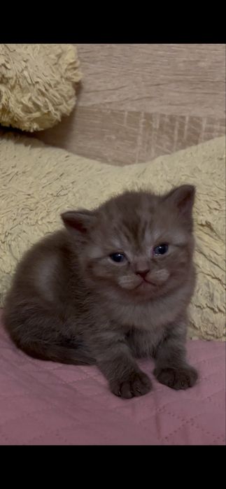 Продам СРОЧНО котят