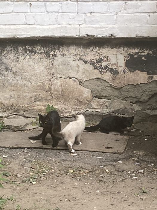 Уличные котята в добрые руки