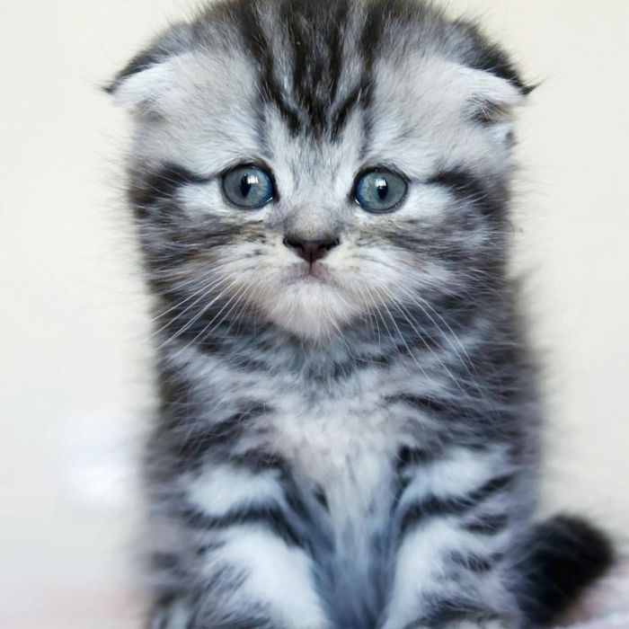 Котята шотландские