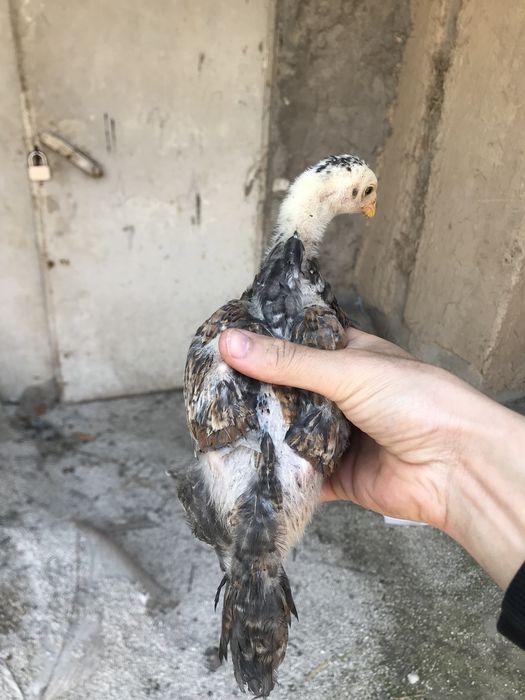 Iphone 11 garantiya 1 yil