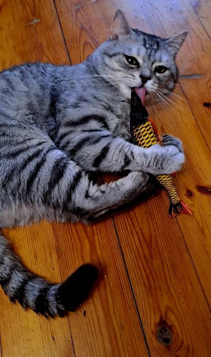 Одинокий кота отдам