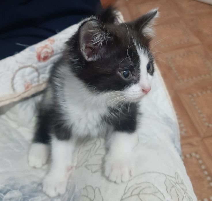 Котенок девочка в надёжные руки