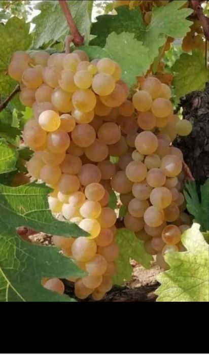 Butasi de vită de vie de anul 2 și de anul 3