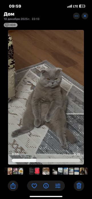 Ищем девочку для крассавца. Вязка