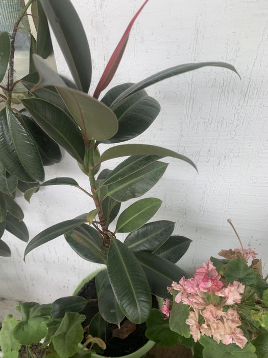 Комнатные цветы