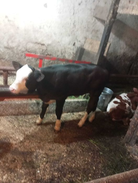Juninci la prima fatare bine intretinute, blande, cu sau fara vitei