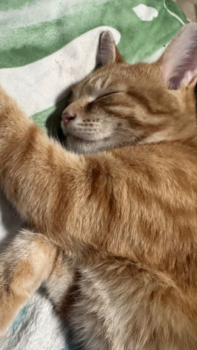 Отдам котят в добрые руки срочно