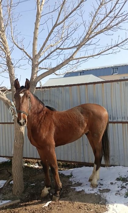 Продаю жеребенка - верховой француз