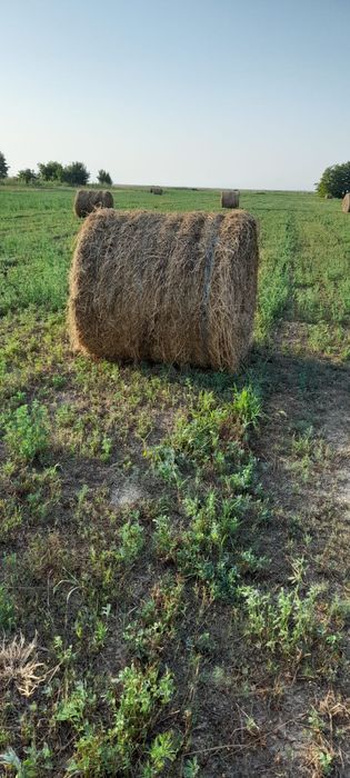 Baloți lucernă de vânzare