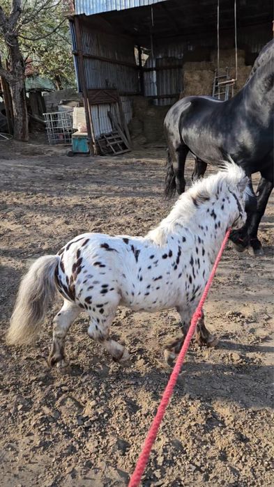 Vand mini ponei appaloosa