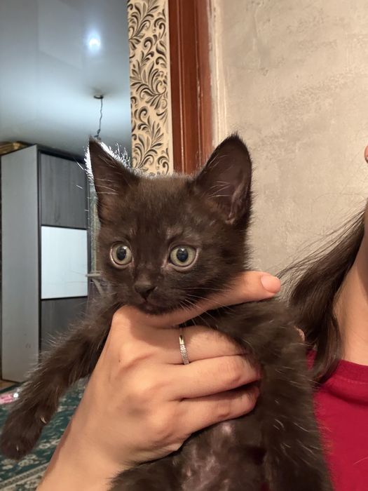 Отдаем котят в хорошие руки