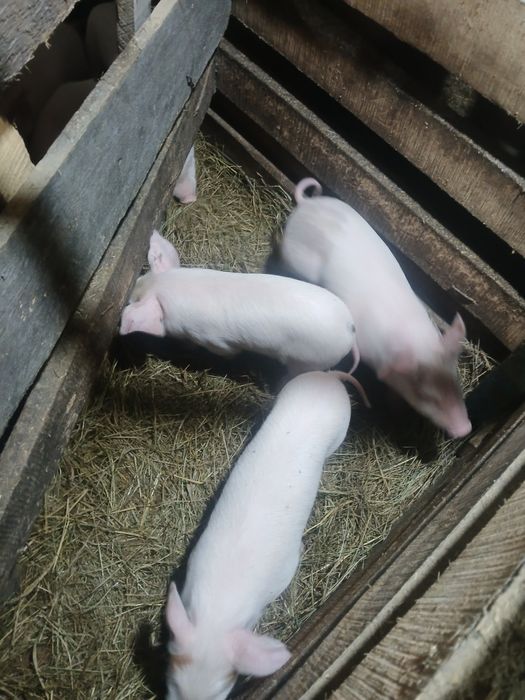 Продам поросят  1 месяц