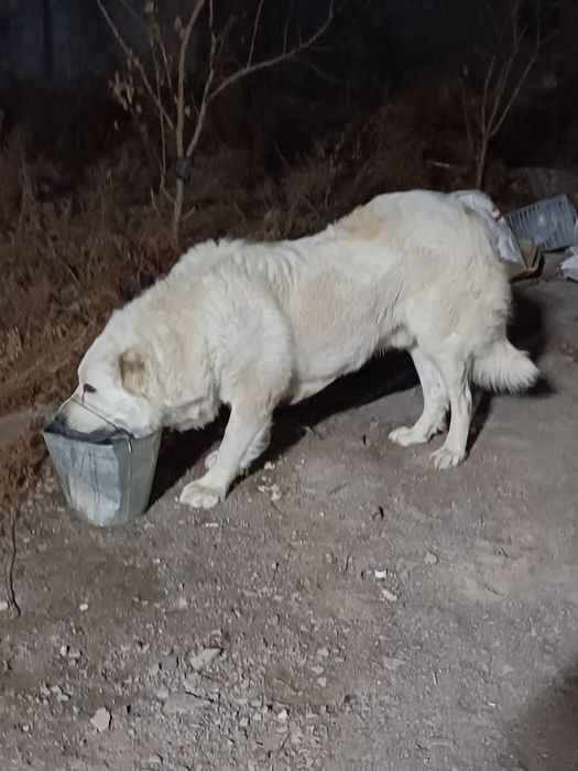 Собаки продается