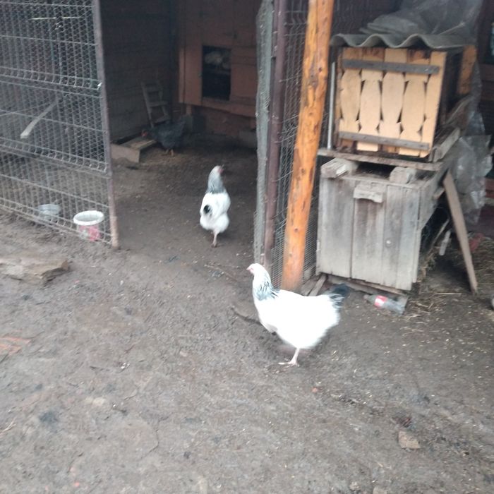 Vînd 2 puicuțe Sussex