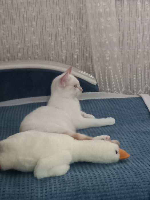 Отдам котёнка девочка