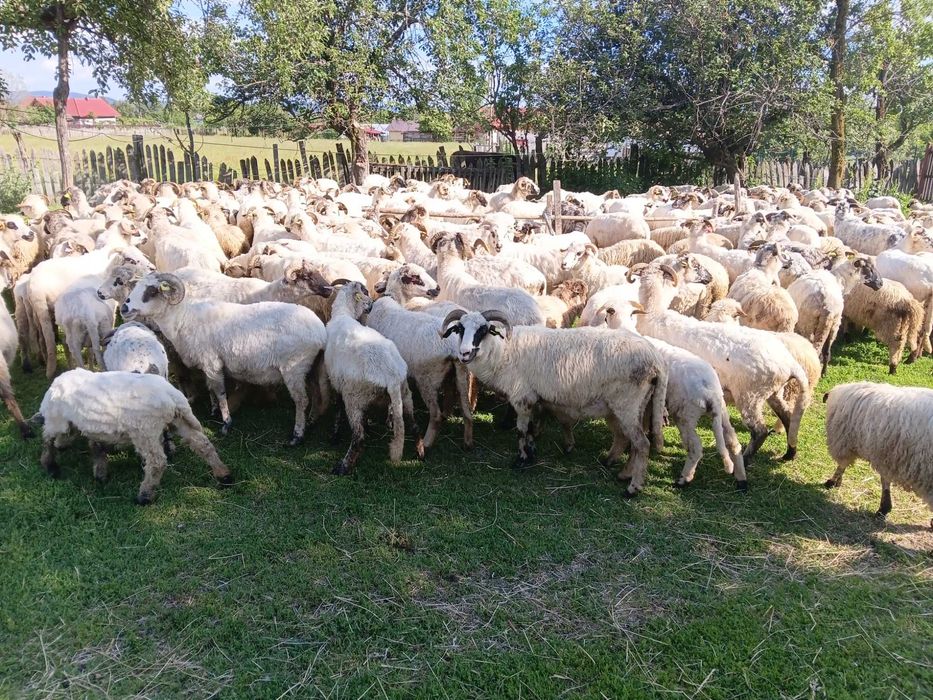 Oi, miei si berbeci de vanzare la Baia de Fier