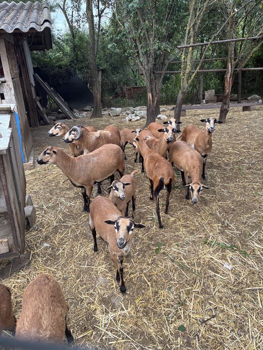 Vand Oi rasa Camerun