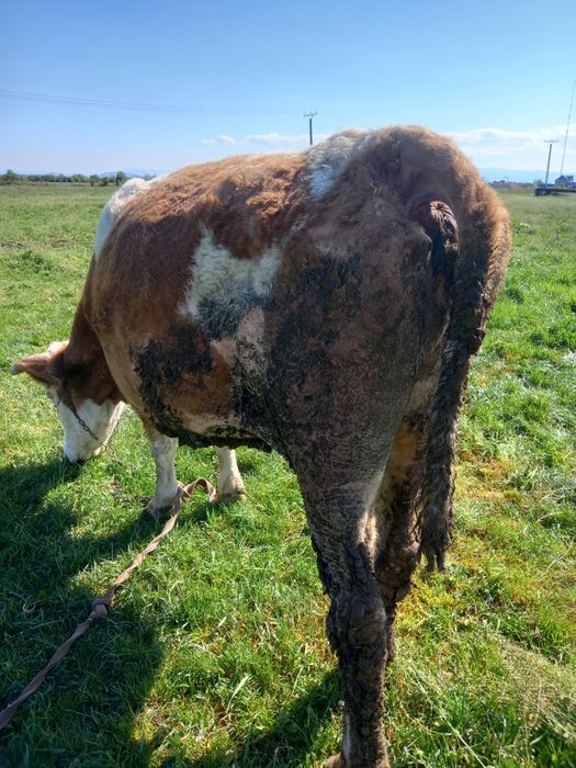 Vand vaca de 10 ani baltata românească talie mare