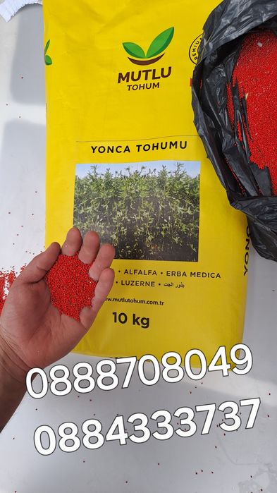 Семена люцерна. Люцерна семе