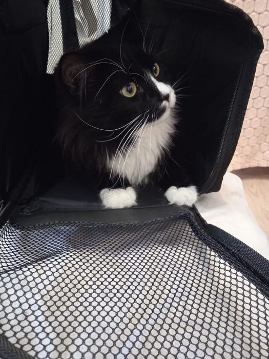 Передержка кошек.Содержание в домашних условиях .Фото и видео отчёты .