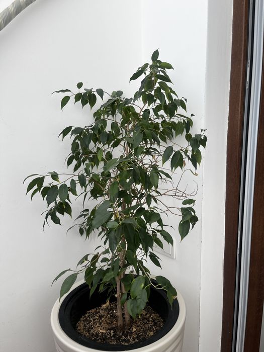 Комнатные цеты фикус бенджамина