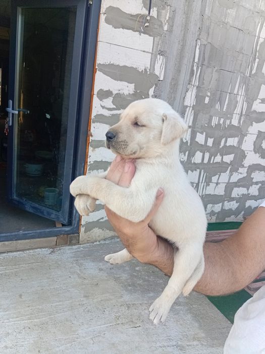 Labrador Retriver