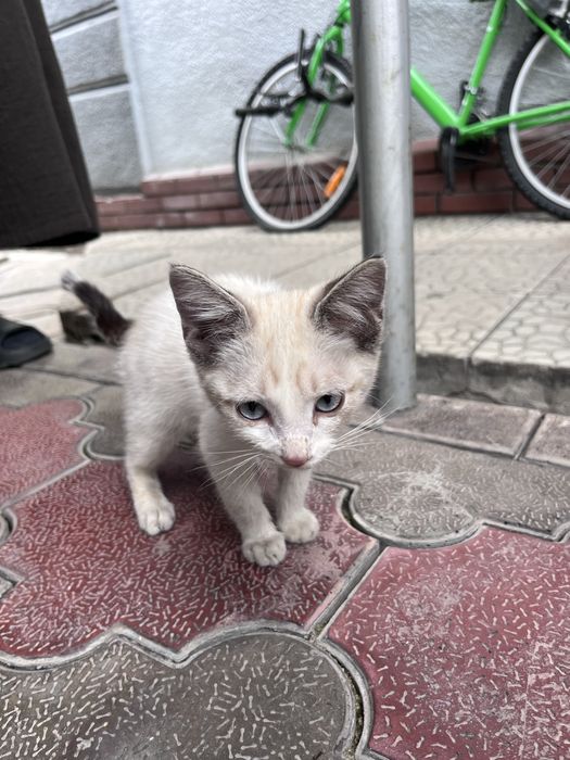 Котенок в добрые руки