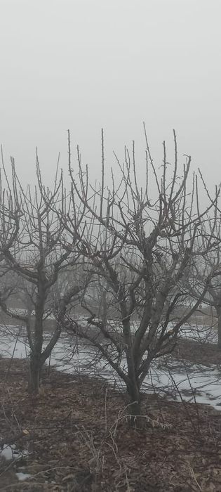 Обрезка деревьев