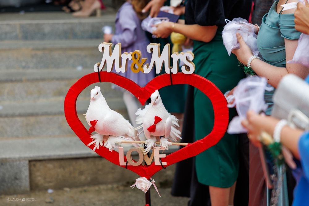 Porumbei indieni albi si negru + poste albe