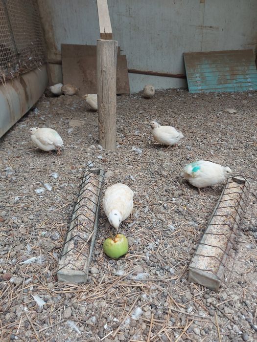 Vând prepelite polar și chinezești