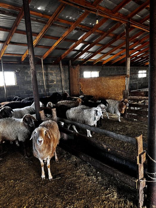 Кой сатамын откорм