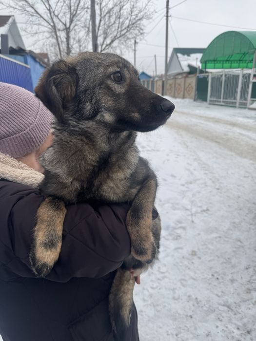 Отдам щенят в добрые руки