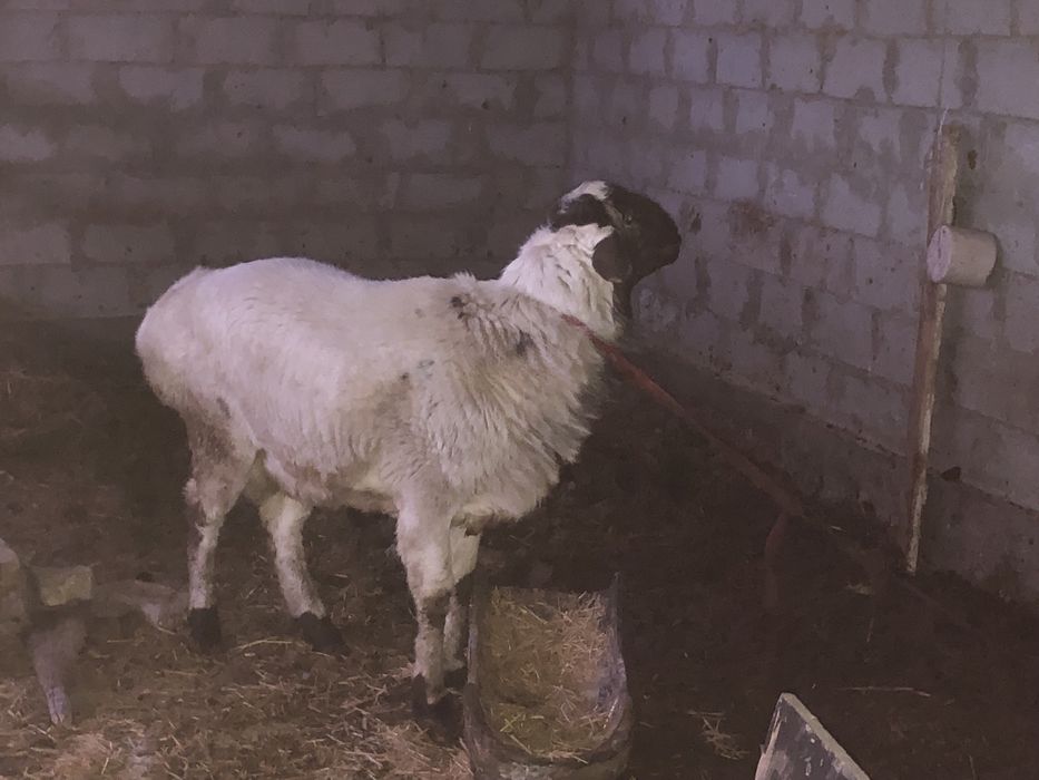 Yeb ichishiga garantiya uyni moli