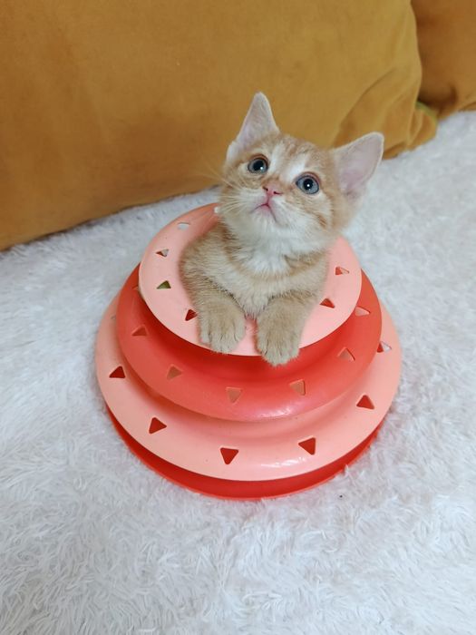 Очаровательные котята!