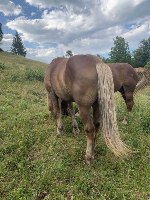 Vand armasar  de 4,5 ani