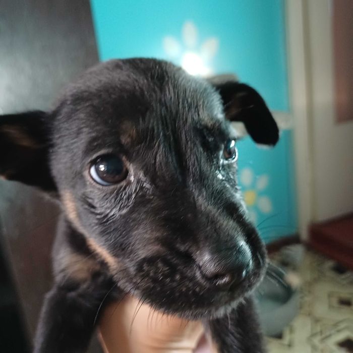 Даром щенок в добрые руки