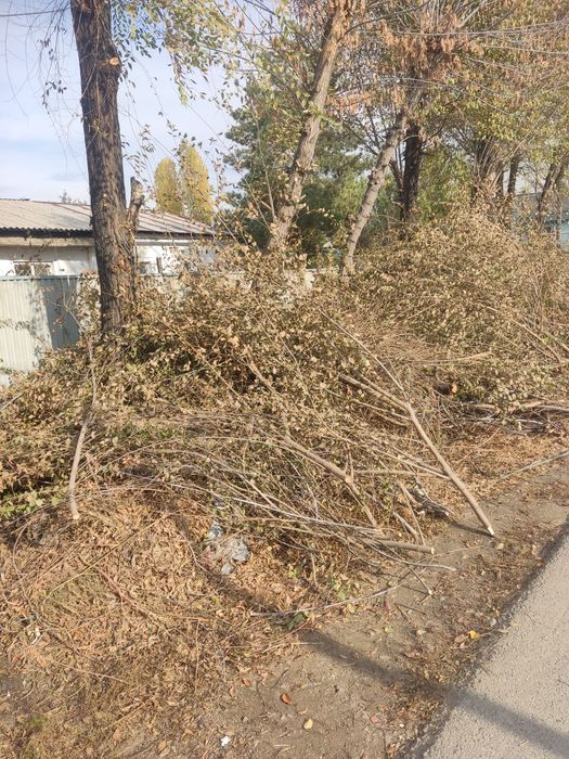 Бесплатно-Ветки. Самовывоз!