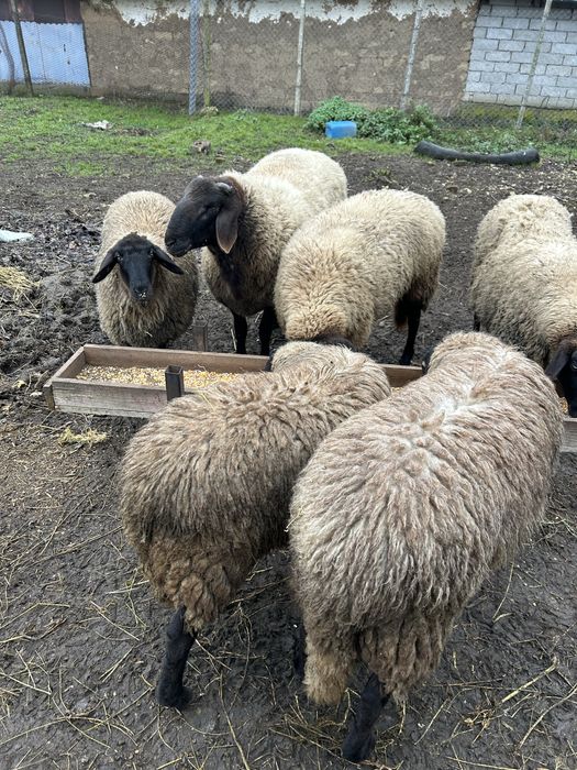 Berbec Carabas Sarbesc de vanzare