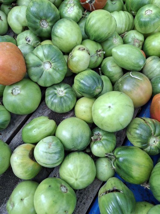 Помидоры     зелёные