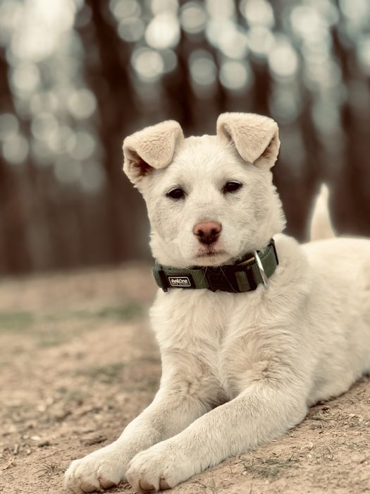 Cătelusa spre adoptie