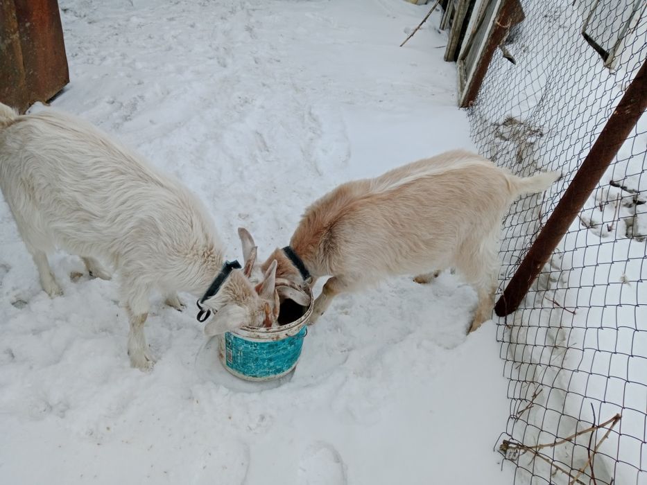 Сегіз  ай болған екі  ешкі анасымен.