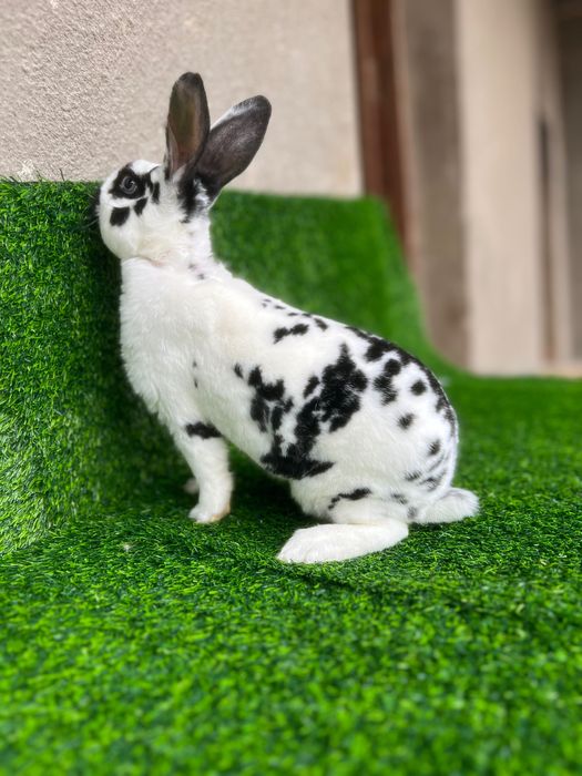 Рекс далматин самец 3 ойлик