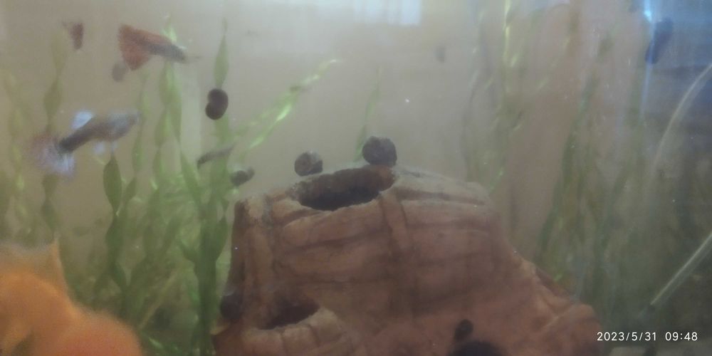 В городе Учкудук!! Улитка мелкая, аквариумная. Продается живая УЛИТКА.